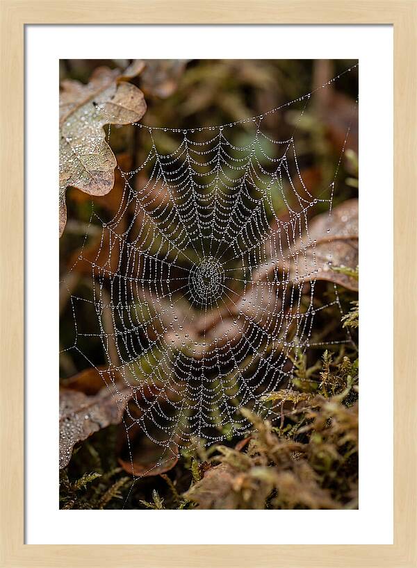 Water Droplets On Spider Web
