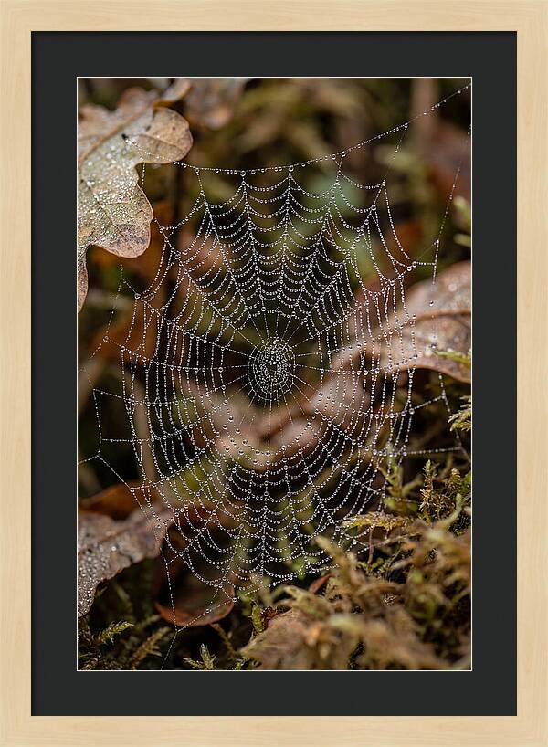 Water Droplets On Spider Web