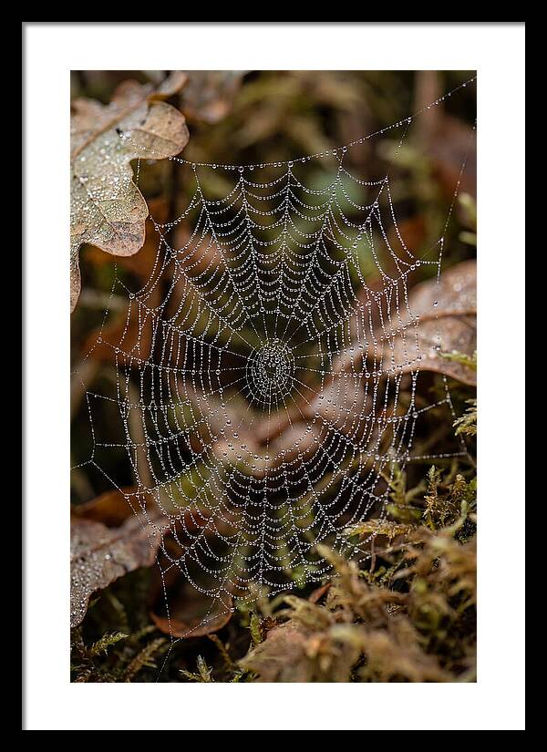 Water Droplets On Spider Web
