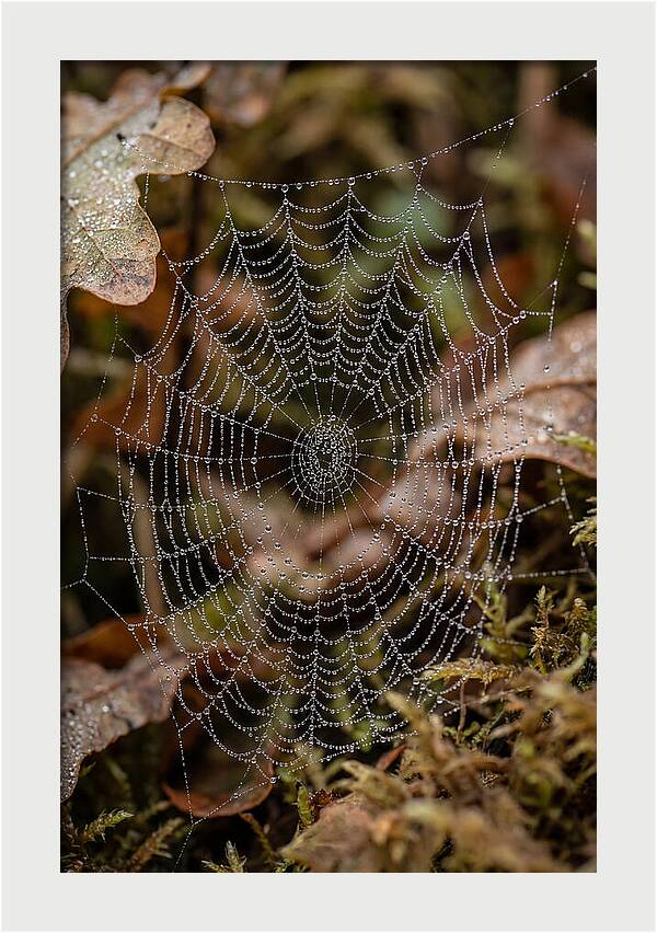 Water Droplets On Spider Web