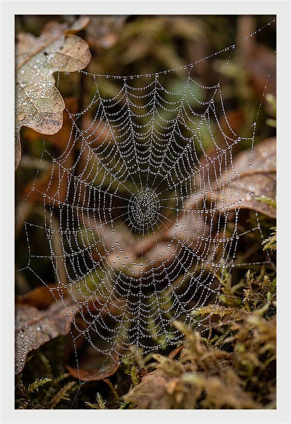 Water Droplets On Spider Web