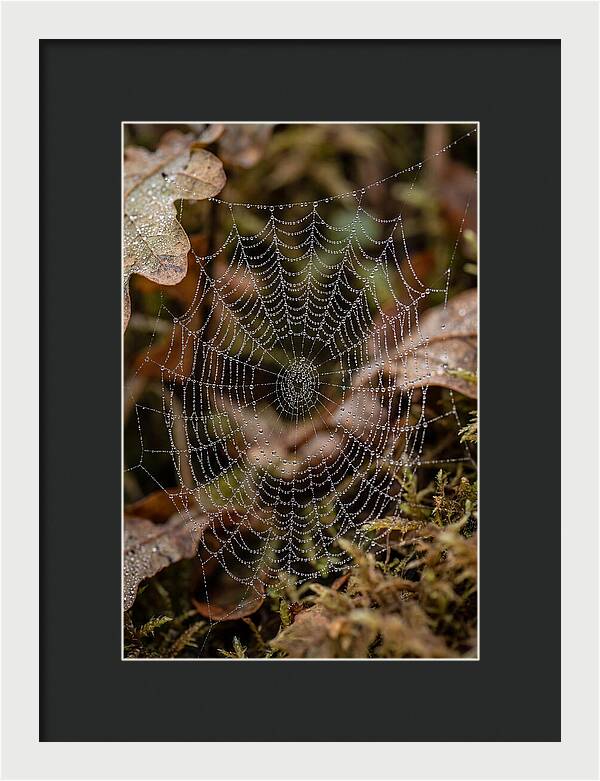 Water Droplets On Spider Web