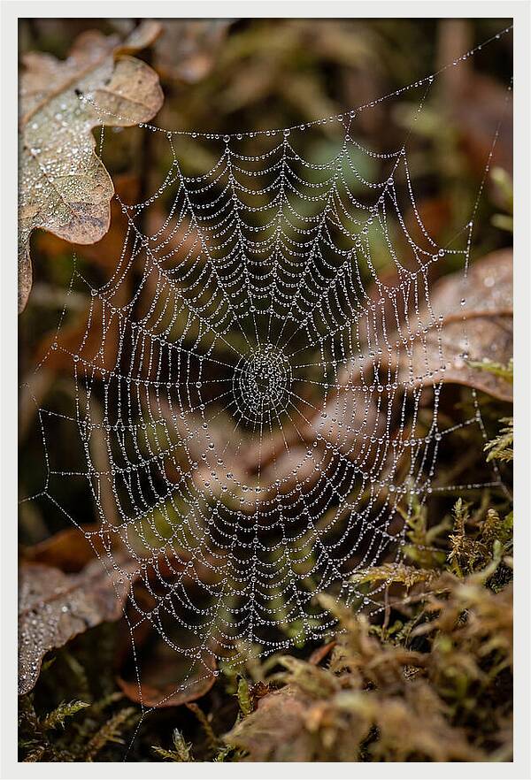 Water Droplets On Spider Web