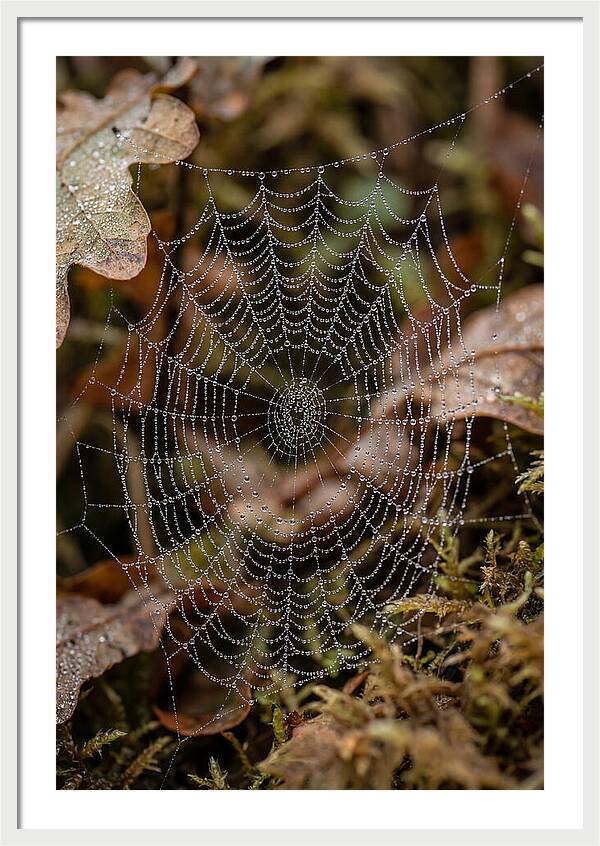 Water Droplets On Spider Web