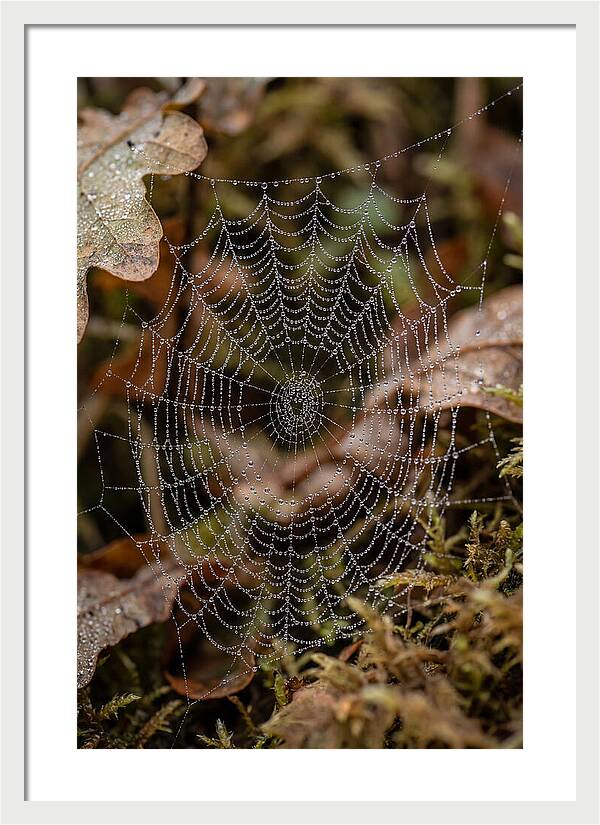 Water Droplets On Spider Web