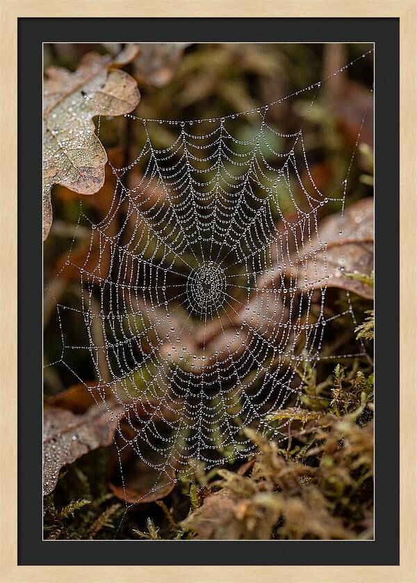 Water Droplets On Spider Web