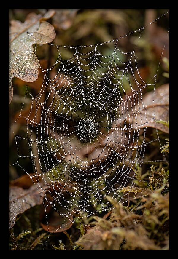 Water Droplets On Spider Web