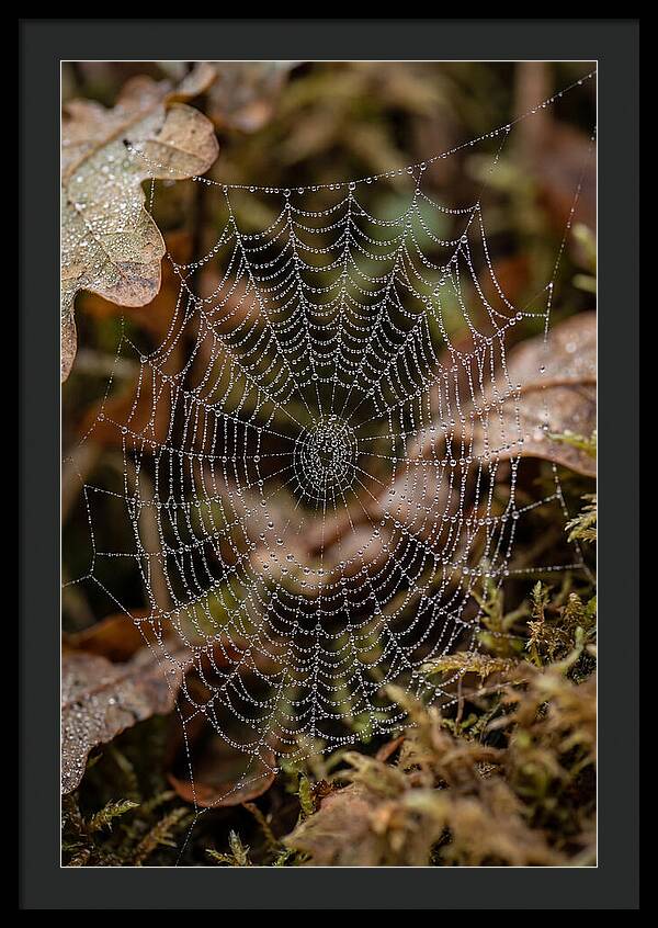 Water Droplets On Spider Web