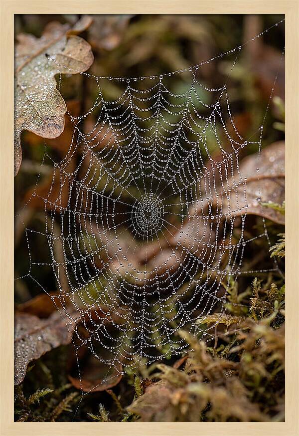 Water Droplets On Spider Web