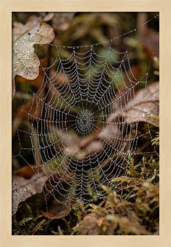 Water Droplets On Spider Web