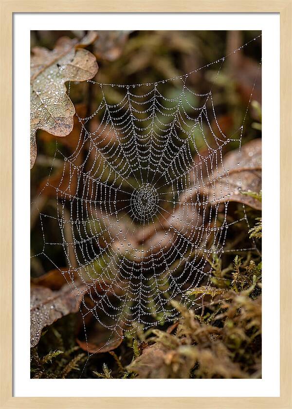 Water Droplets On Spider Web