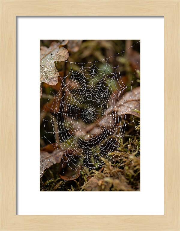 Water Droplets On Spider Web