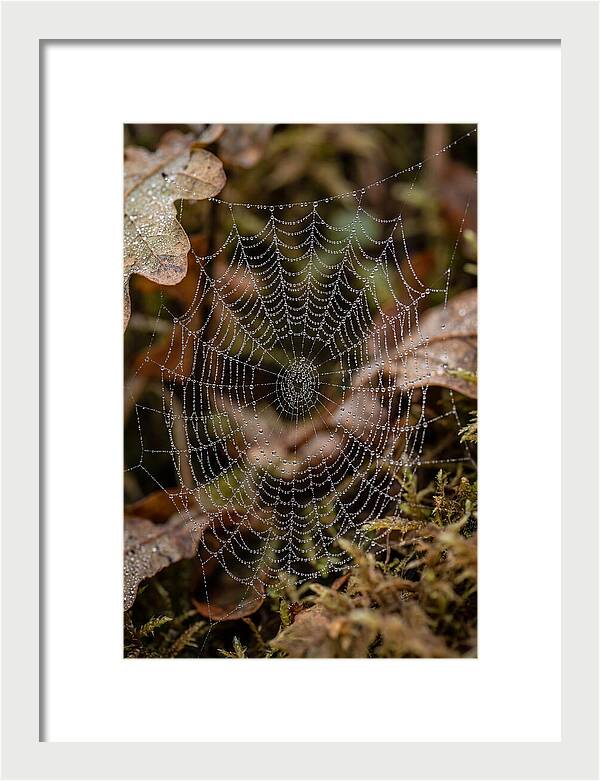Water Droplets On Spider Web