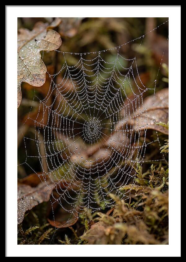 Water Droplets On Spider Web