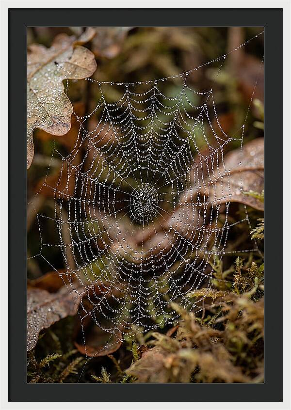 Water Droplets On Spider Web