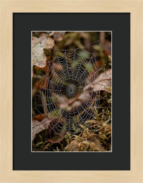 Water Droplets On Spider Web