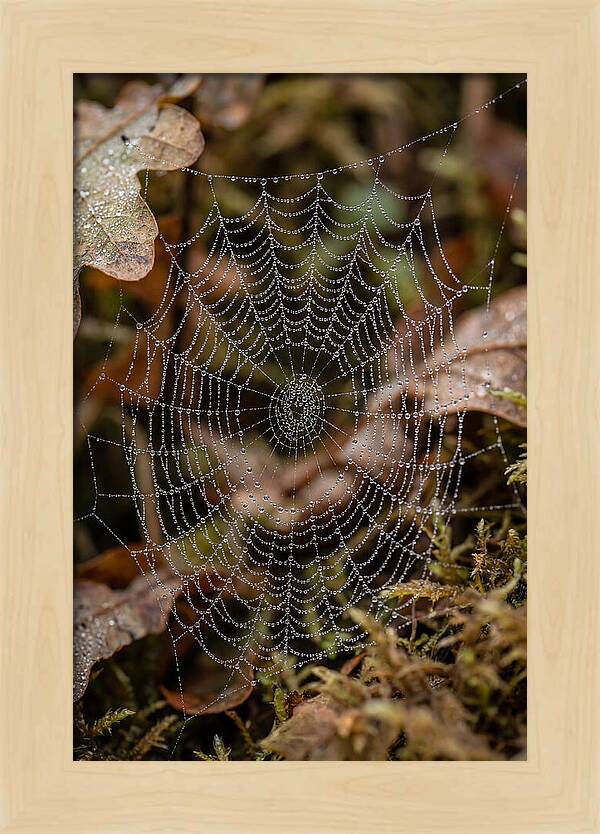 Water Droplets On Spider Web