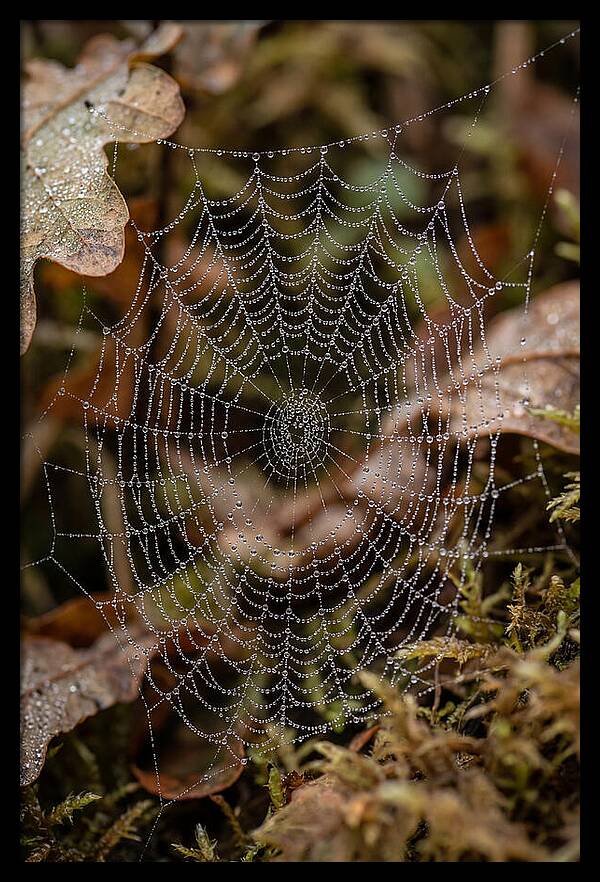 Water Droplets On Spider Web