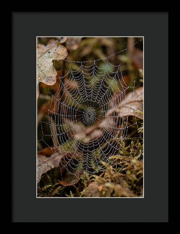 Water Droplets On Spider Web