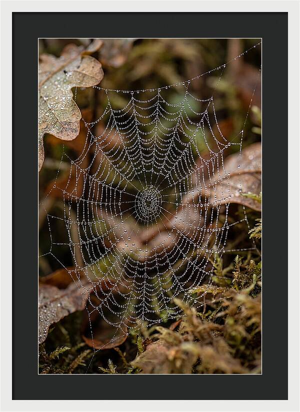 Water Droplets On Spider Web