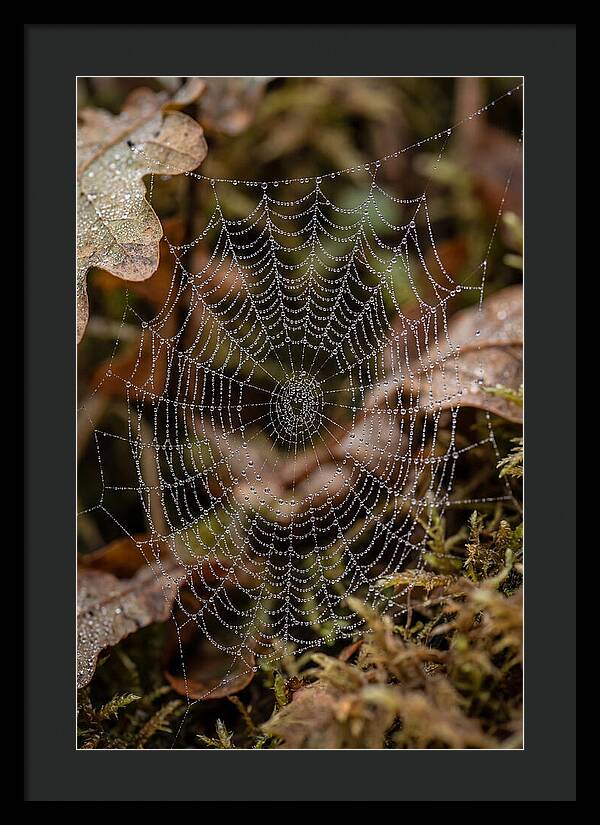 Water Droplets On Spider Web