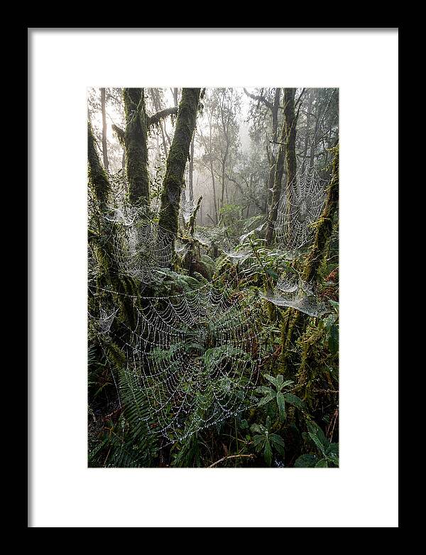 Water Droplets On Spider Webs