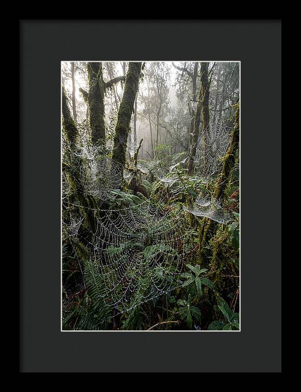 Water Droplets On Spider Webs