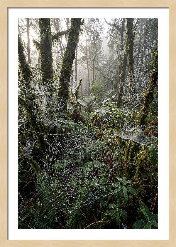 Water Droplets On Spider Webs