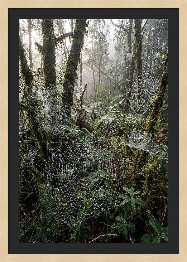 Water Droplets On Spider Webs