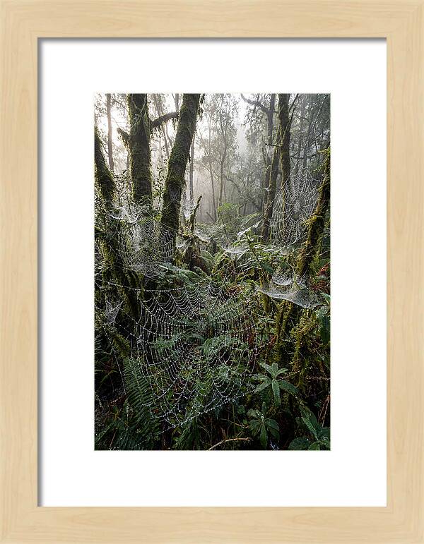 Water Droplets On Spider Webs