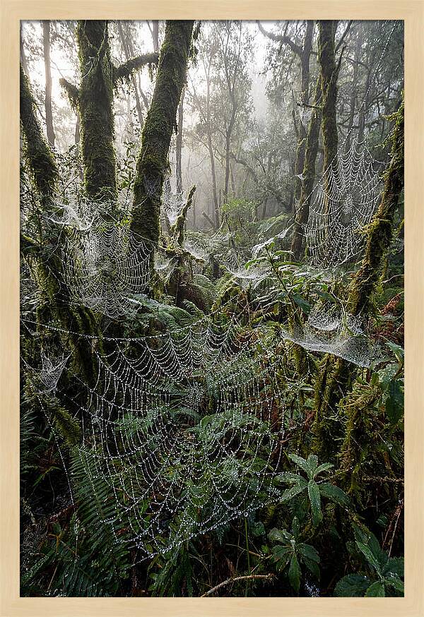 Water Droplets On Spider Webs