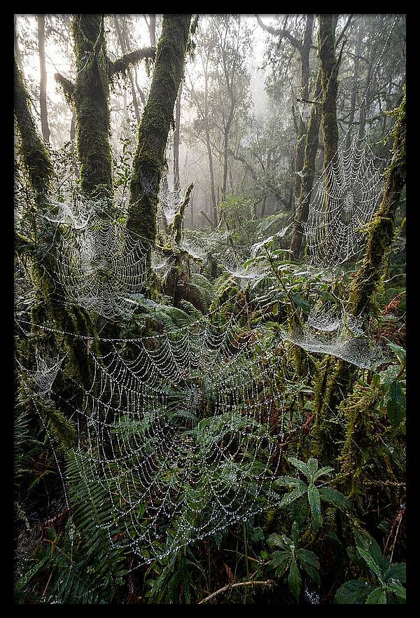 Water Droplets On Spider Webs