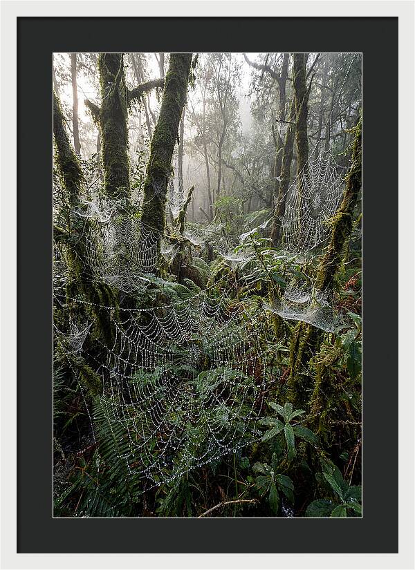 Water Droplets On Spider Webs