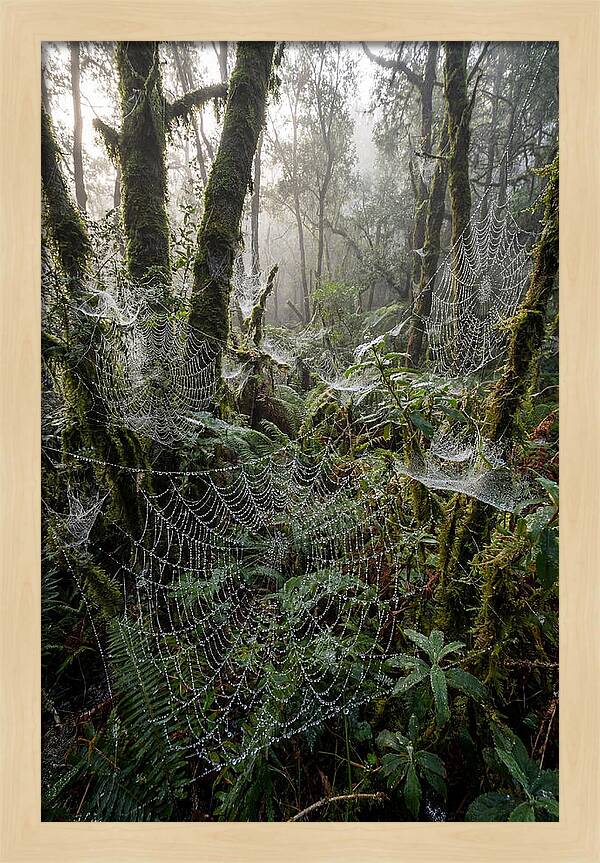 Water Droplets On Spider Webs