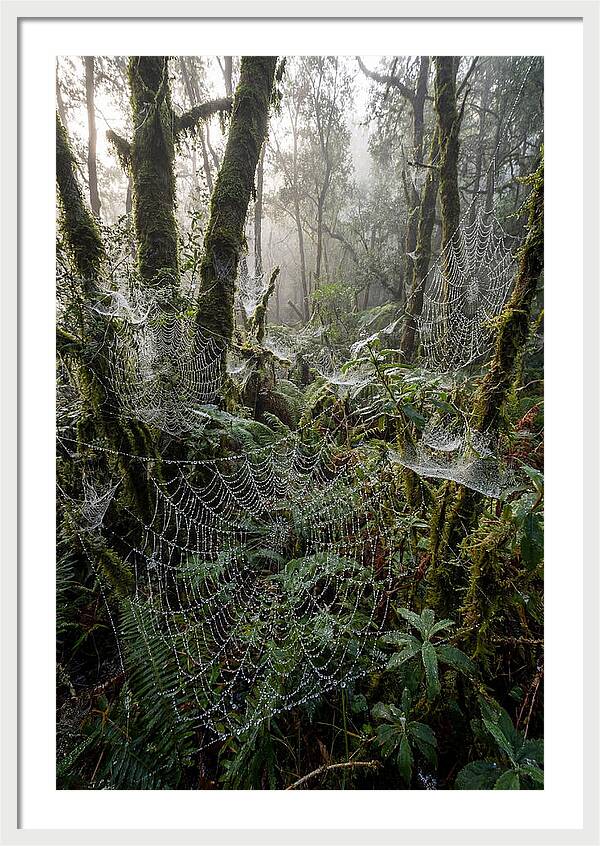 Water Droplets On Spider Webs