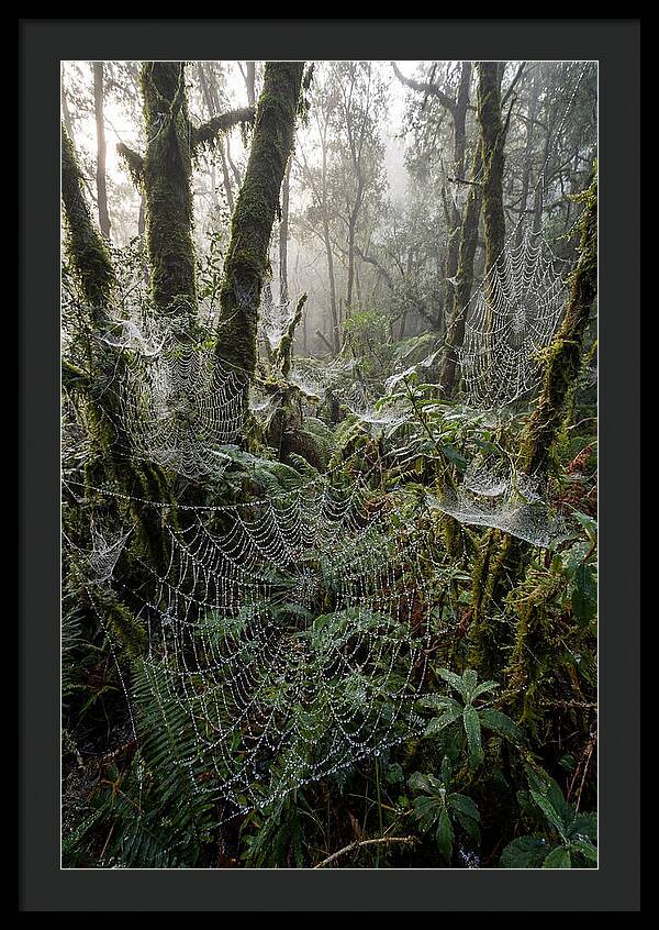 Water Droplets On Spider Webs