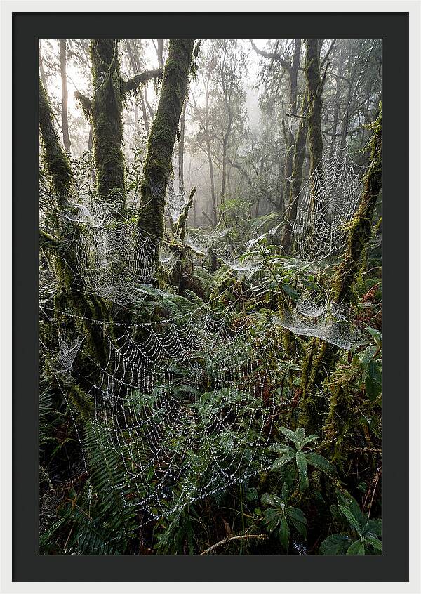 Water Droplets On Spider Webs