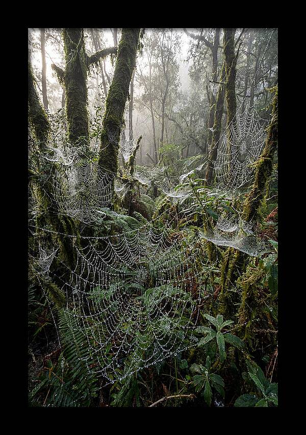 Water Droplets On Spider Webs