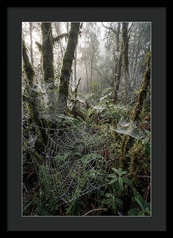 Water Droplets On Spider Webs