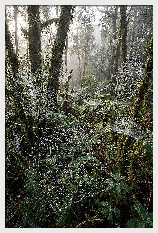 Water Droplets On Spider Webs