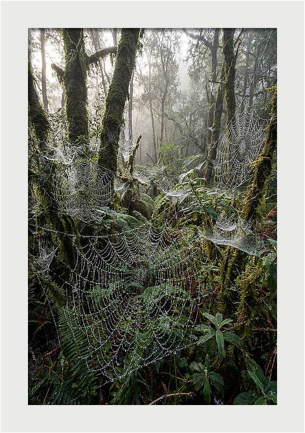 Water Droplets On Spider Webs