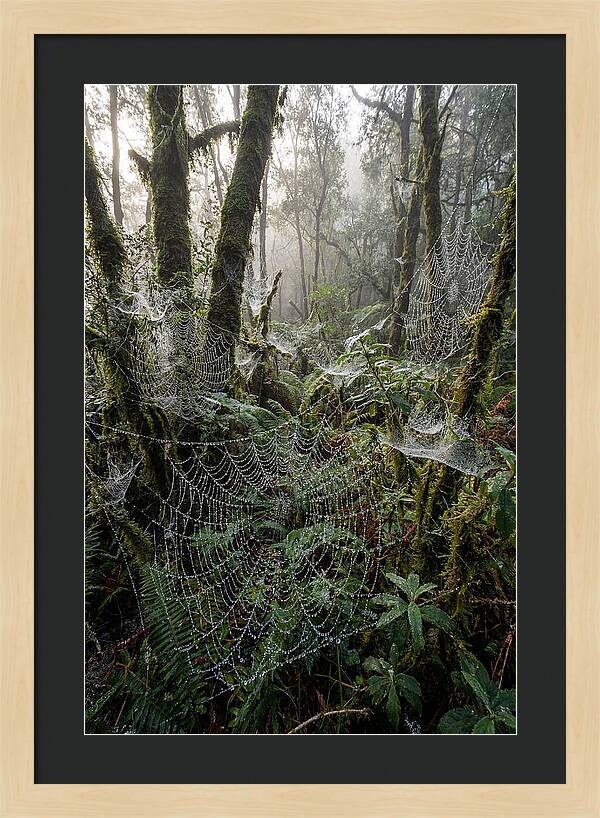 Water Droplets On Spider Webs