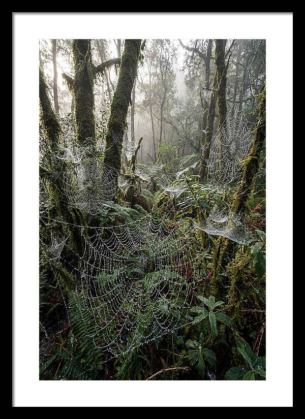 Water Droplets On Spider Webs