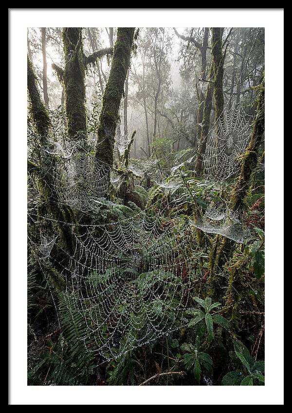 Water Droplets On Spider Webs