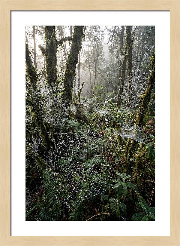 Water Droplets On Spider Webs