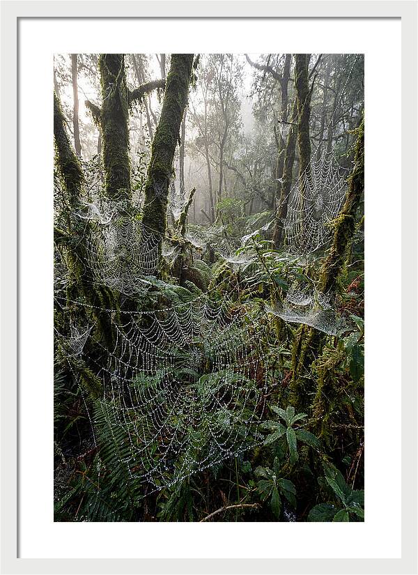 Water Droplets On Spider Webs