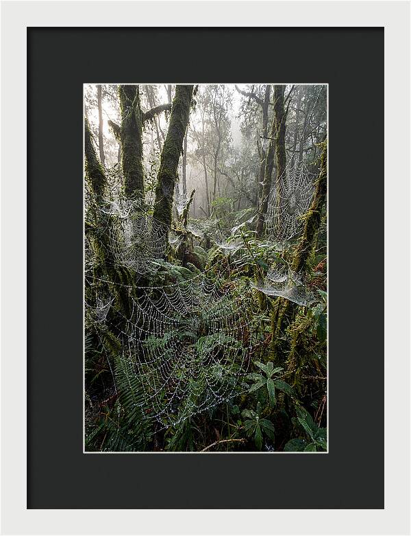 Water Droplets On Spider Webs
