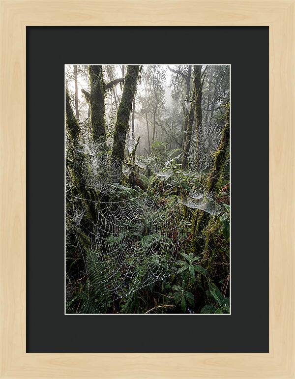 Water Droplets On Spider Webs