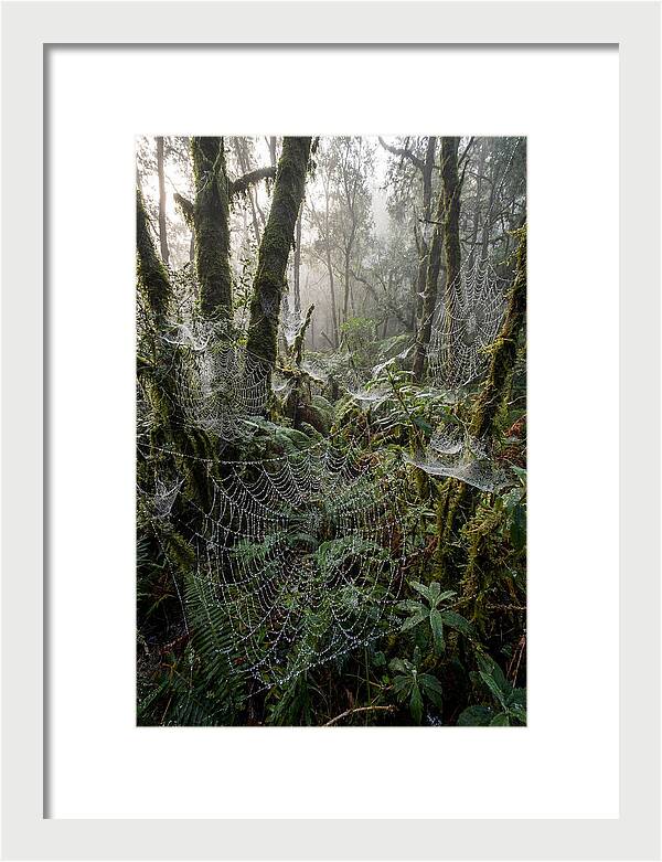 Water Droplets On Spider Webs