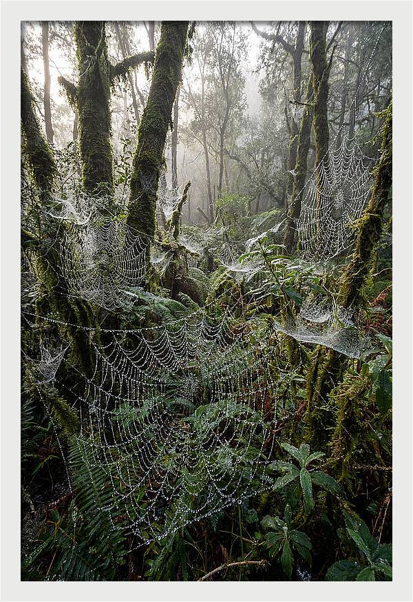 Water Droplets On Spider Webs